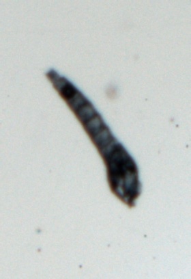 Chiron Pupae example image